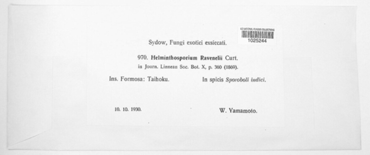 Curvularia ravenelii image